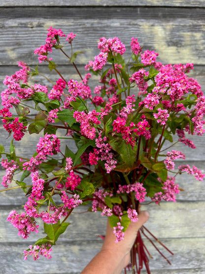 Buckwheat - Rose Red Soba