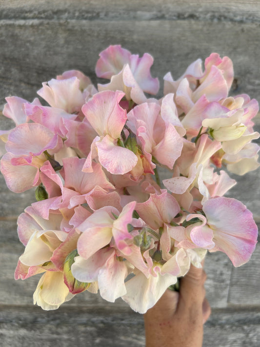 Sweet Pea - Bix