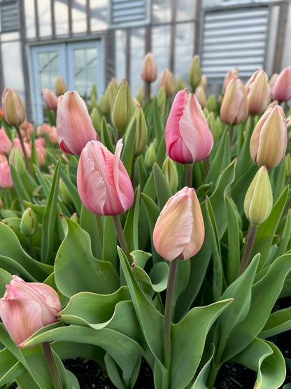 Tulip - Salmon Impression