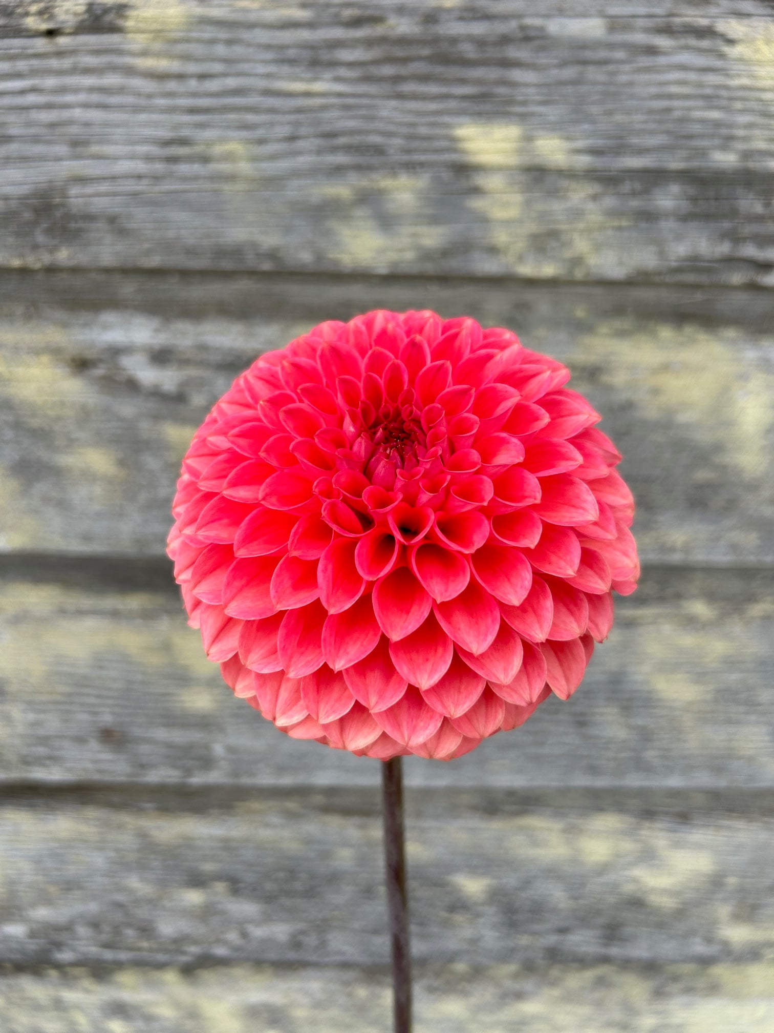 parkland flower seeds Parkland Tribute