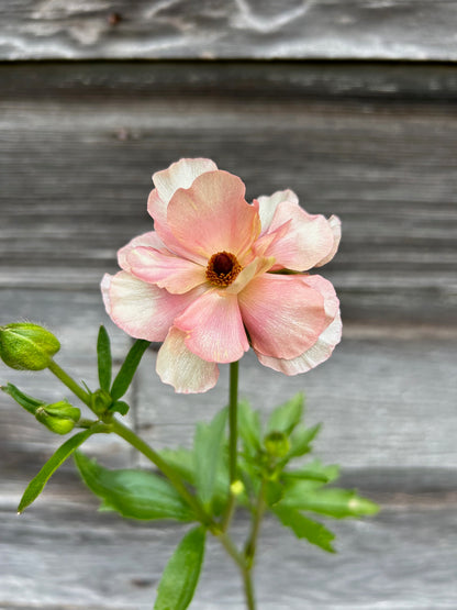 Ranunculus Butterfly Ariadne