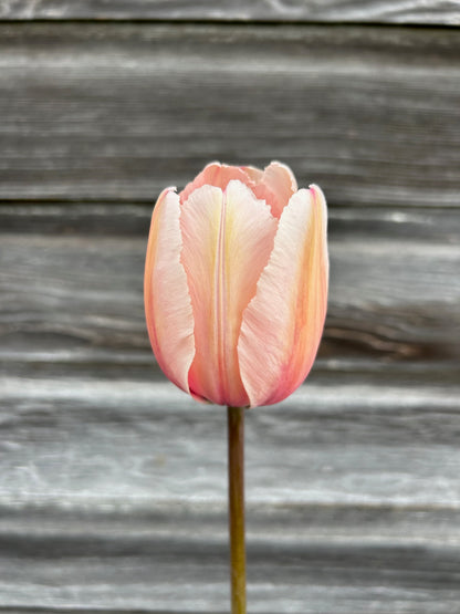 Tulip - Salmon Impression