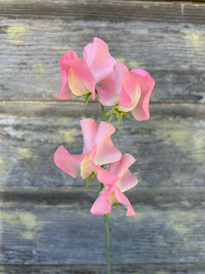 Sweet Pea - Spring Sunshine Nancy