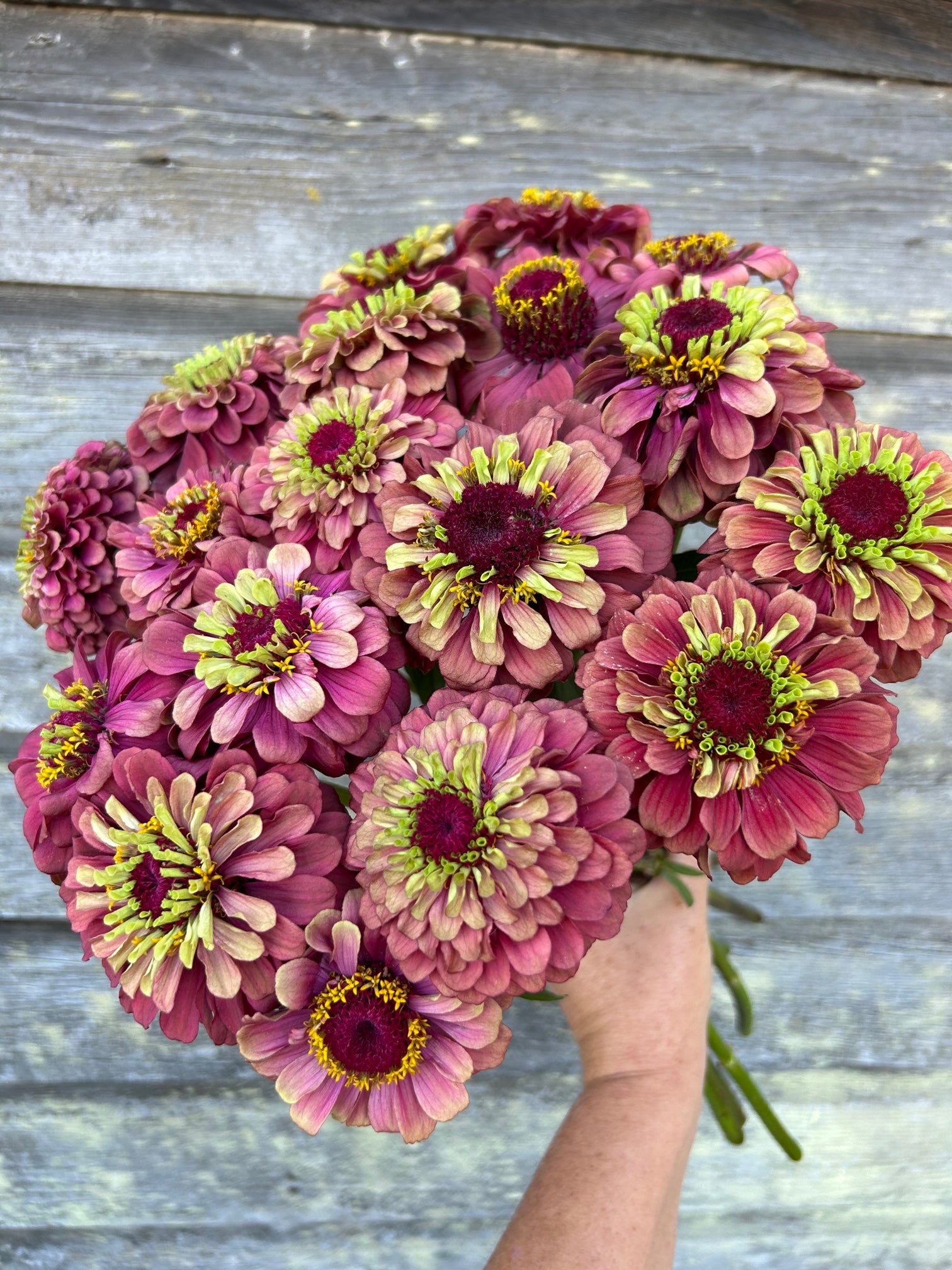 Zinnia - Queeny Red Lime – The Farmhouse Flower Farm