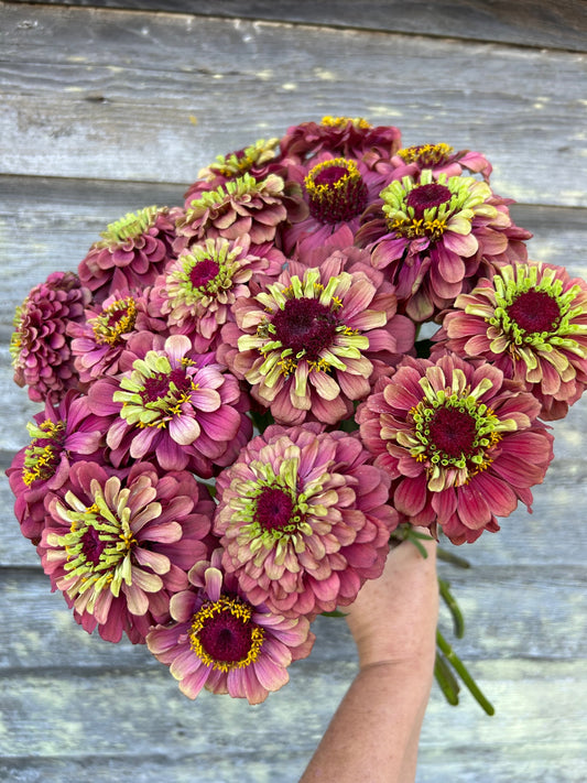 Zinnia - Queeny Red Lime