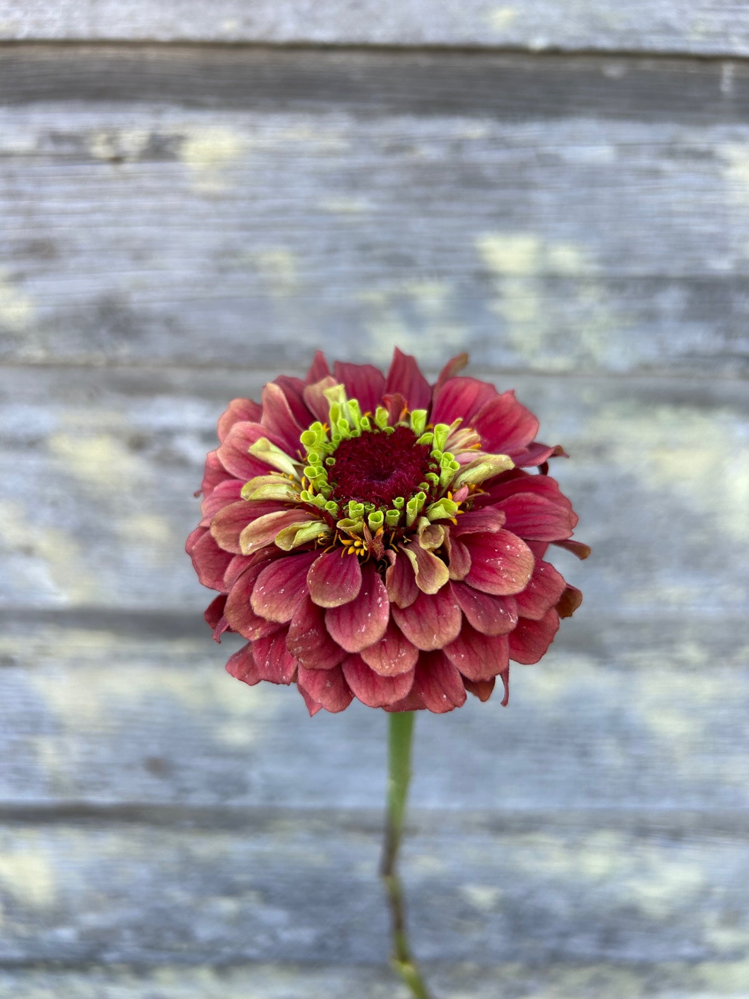 Zinnia - Queeny Red Lime – The Farmhouse Flower Farm
