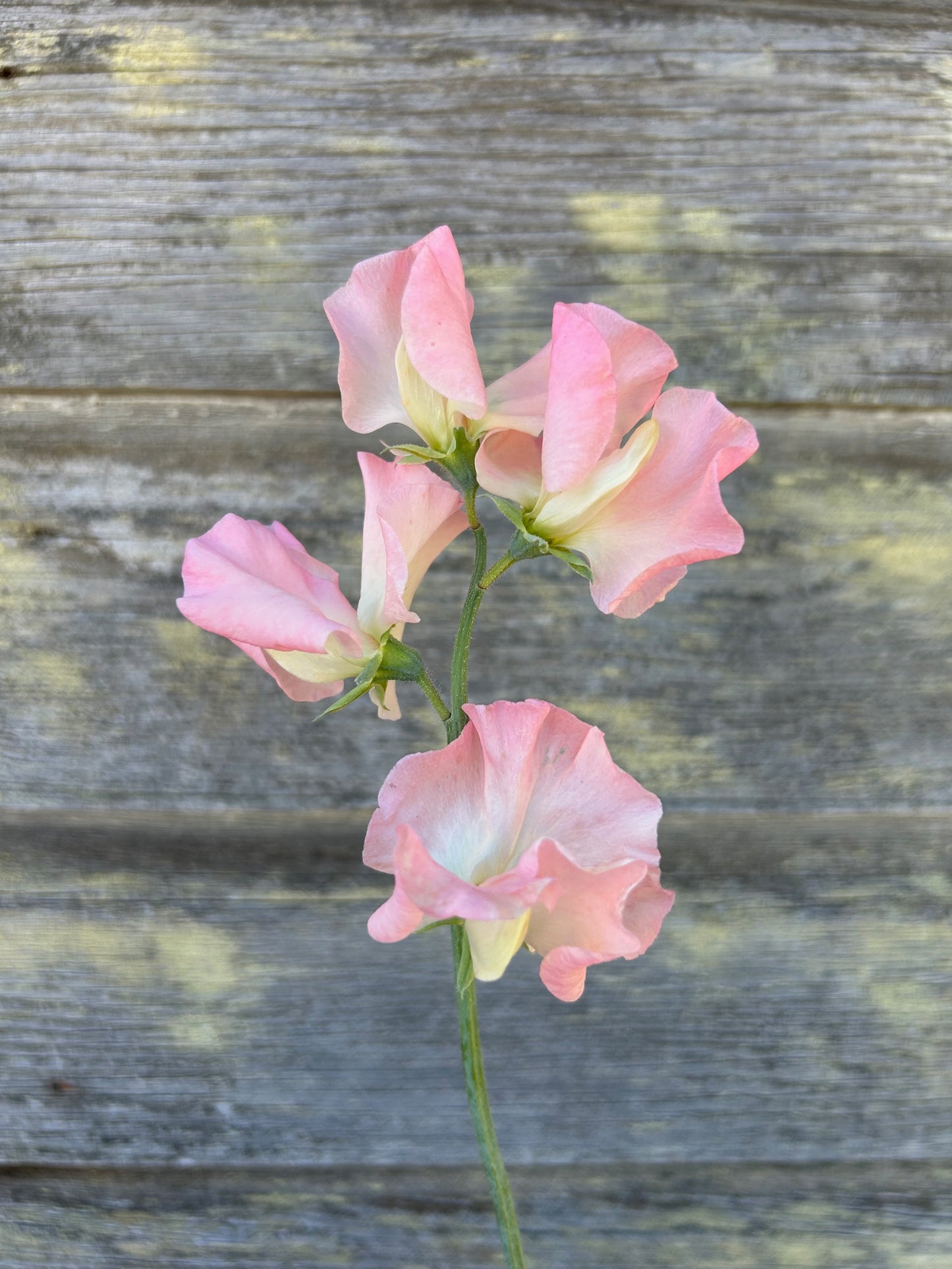 Sweet Pea - Heaven Scent