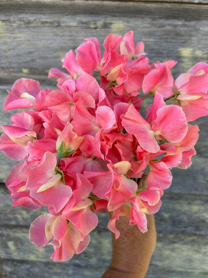 Sweet Pea - William & Catherine