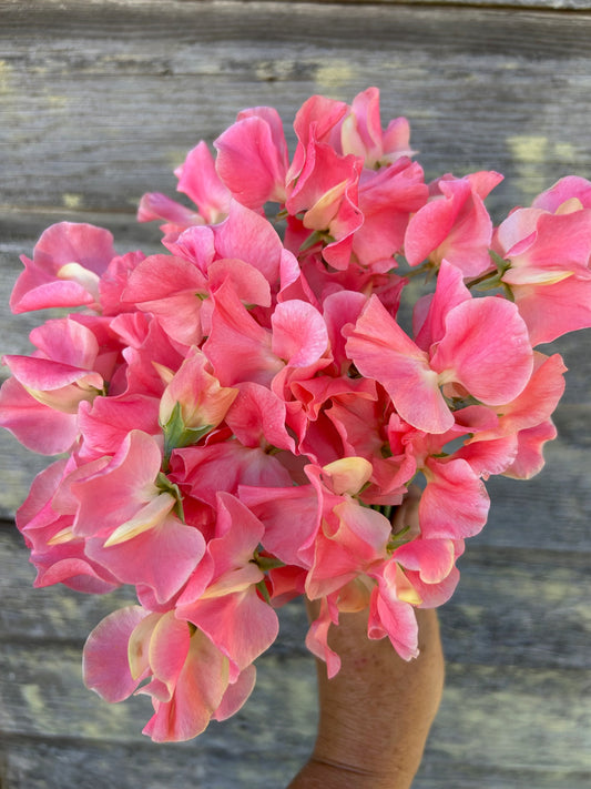 Sweet Pea - William & Catherine