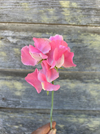 Sweet Pea - William & Catherine