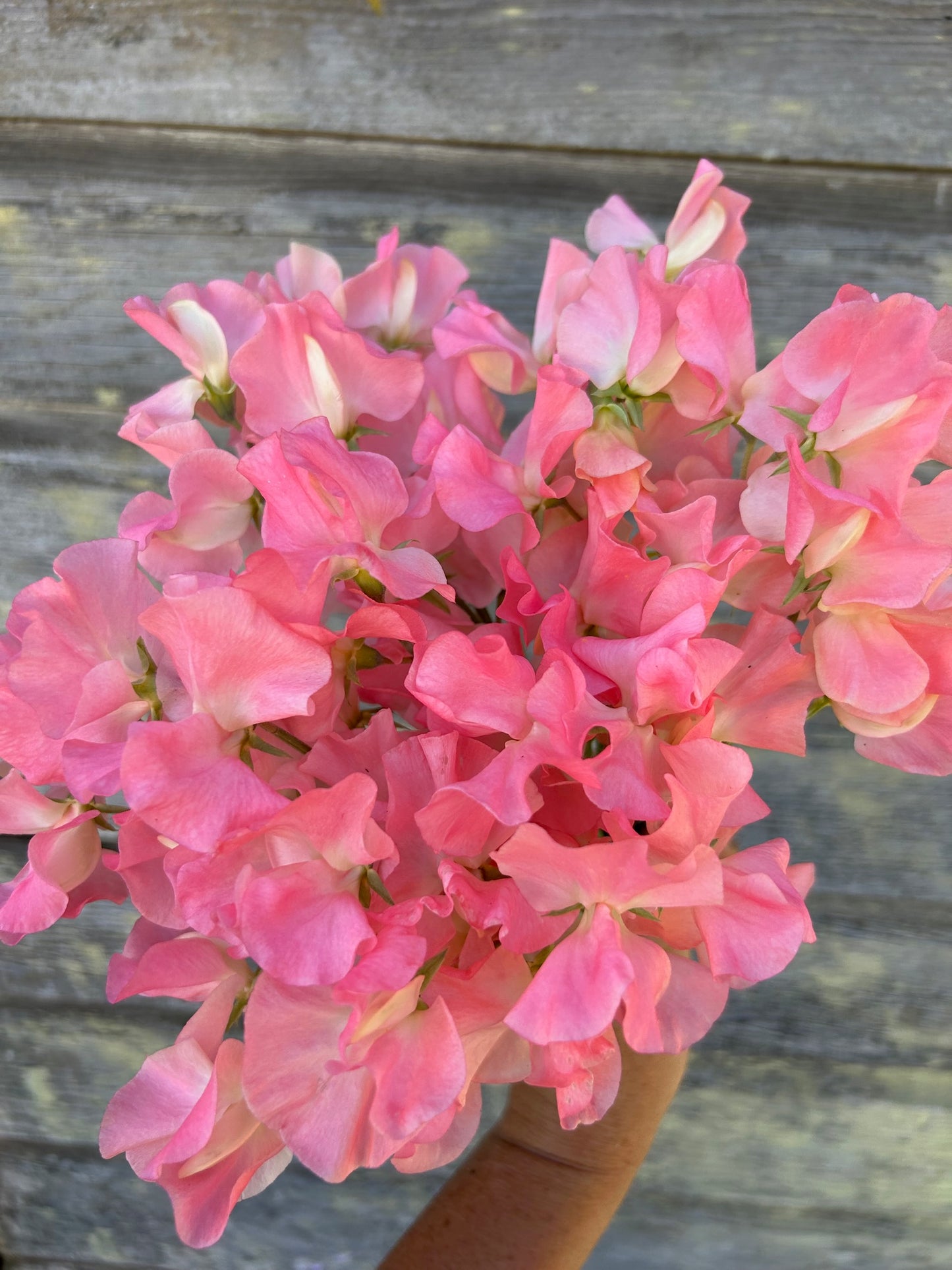 Sweet Pea - Spring Sunshine Peach