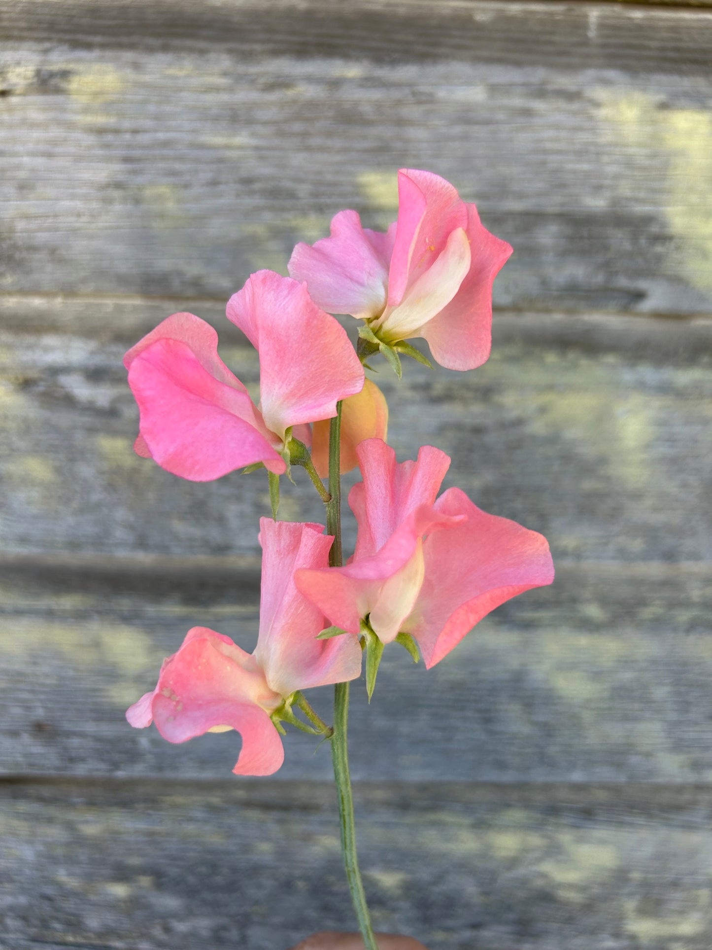 Sweet Pea - Spring Sunshine Peach