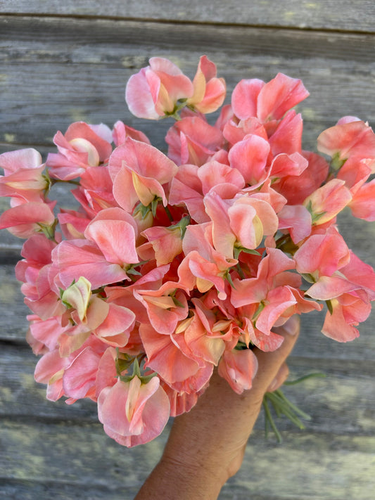 Sweet Pea - Apricot Queen