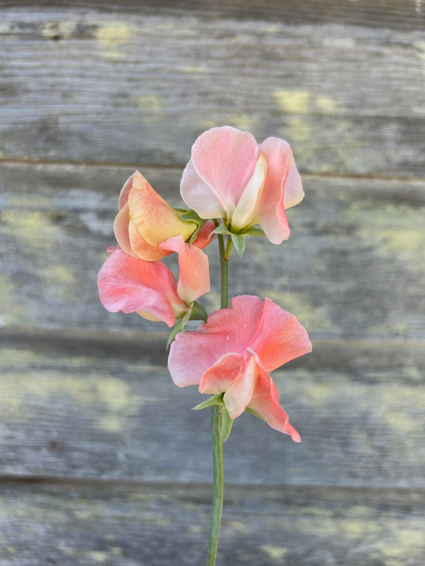 Sweet Pea - Apricot Queen