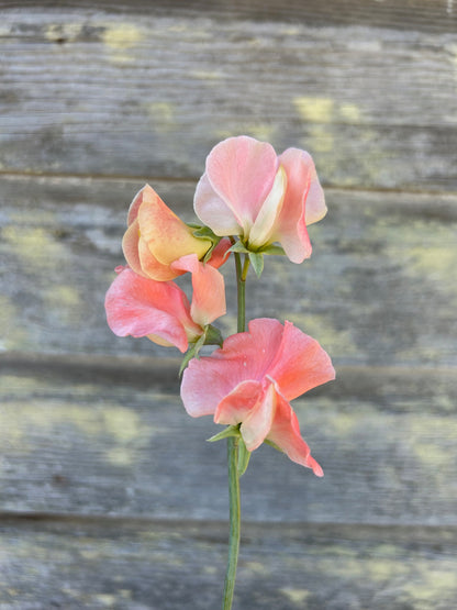 Sweet Pea - Apricot Queen