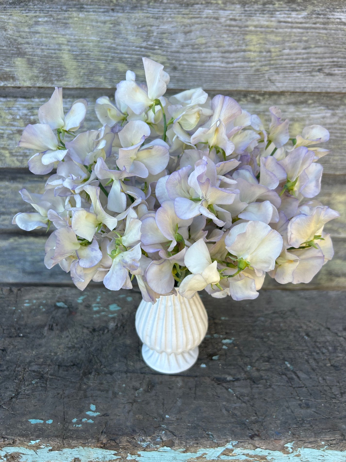 Sweet Pea - Old Times – The Farmhouse Flower Farm