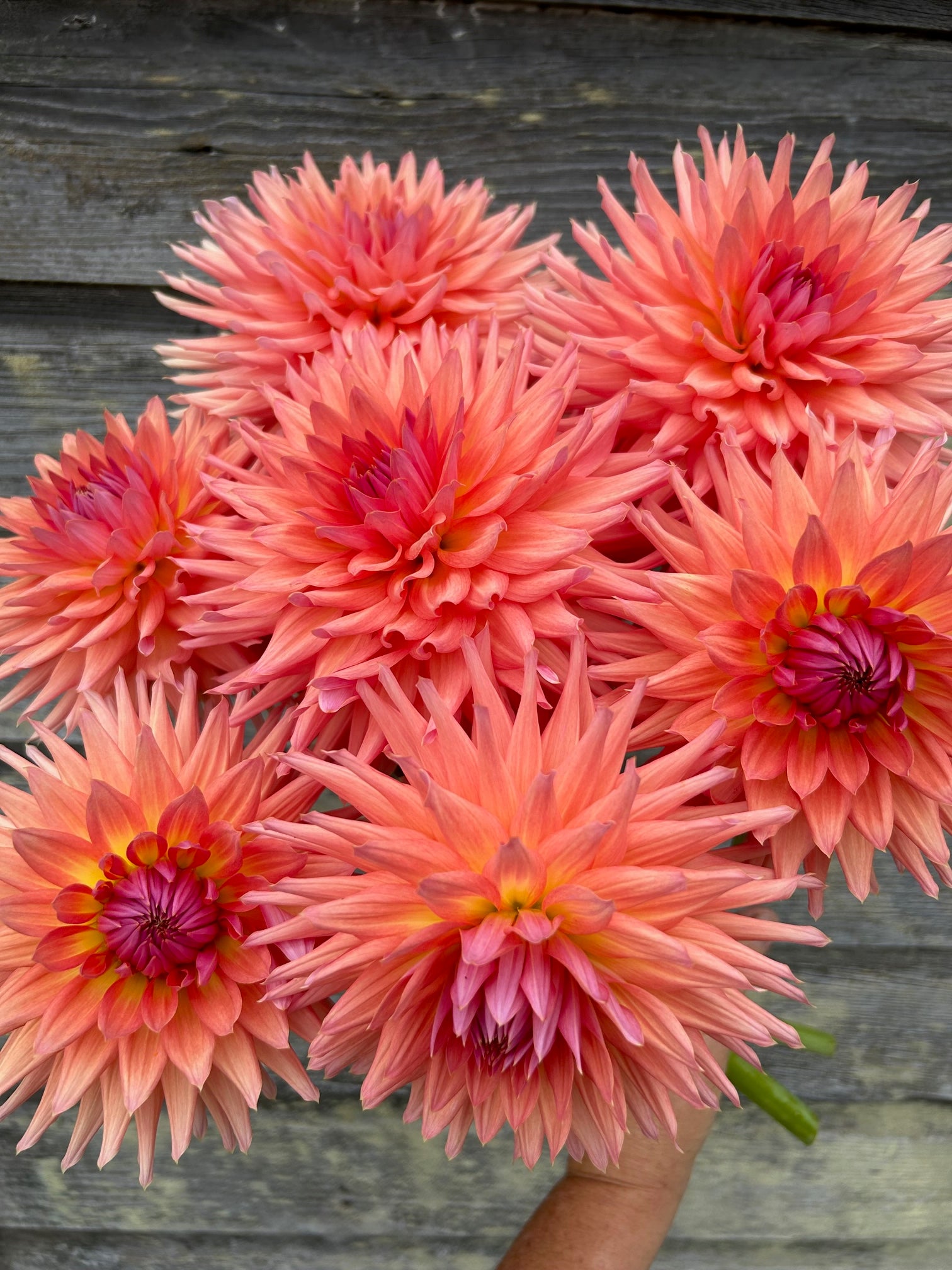 Clearview Frannie – The Farmhouse Flower Farm