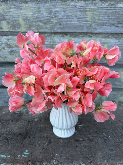 Sweet Pea - Apricot Queen