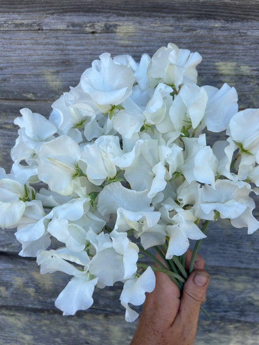 Sweet Pea - Wild Swan