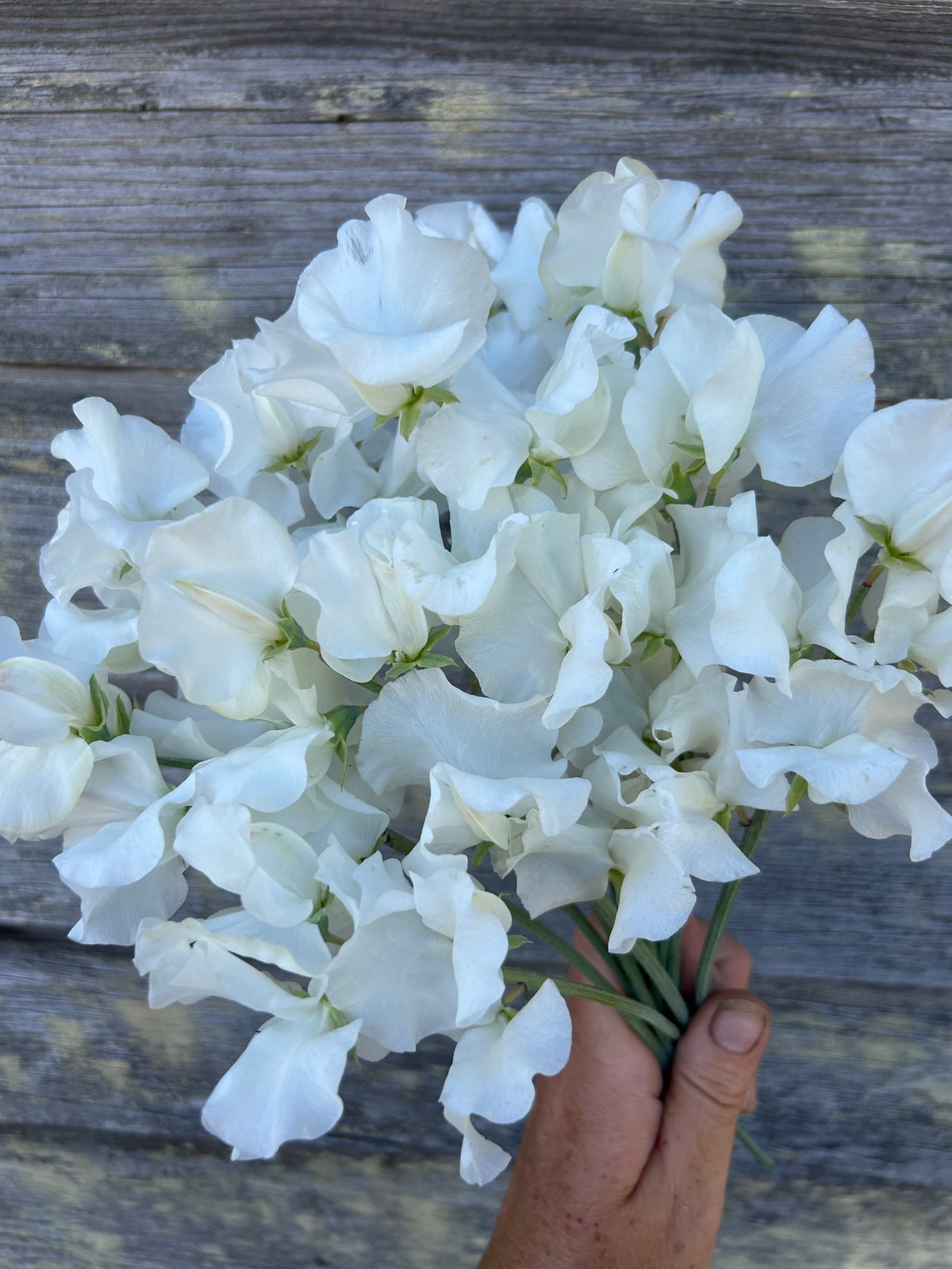 Sweet Pea - Wild Swan – The Farmhouse Flower Farm