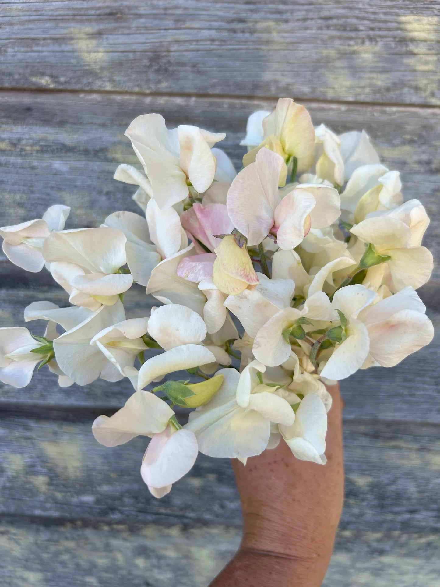 Sweet Pea - Piggy Sue