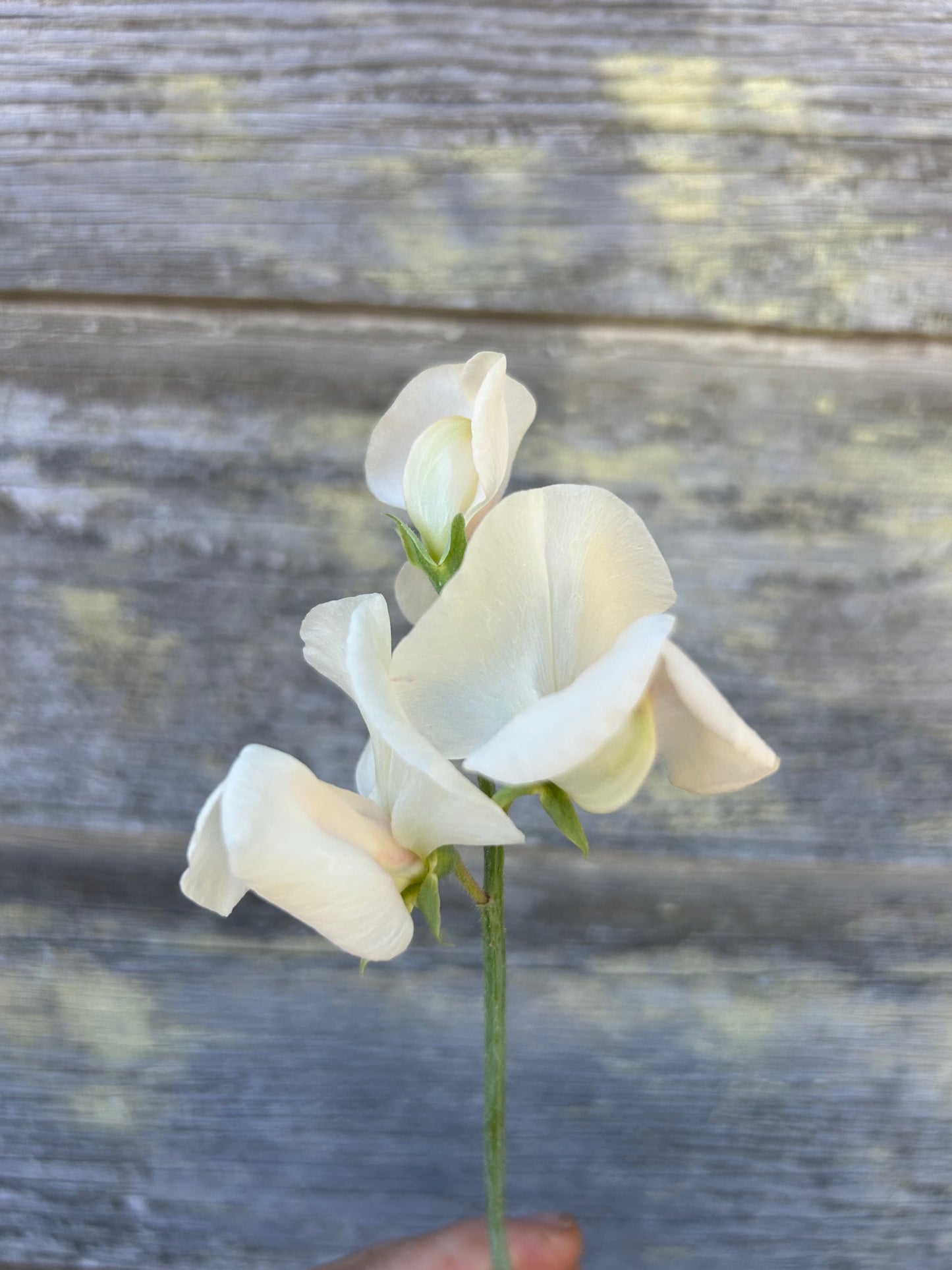 Sweet Pea - Piggy Sue