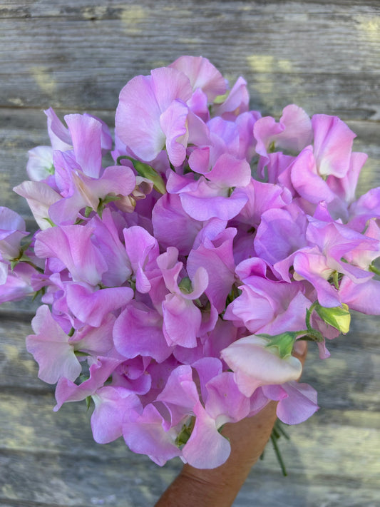 Sweet Pea - Winter Sunshine Opal