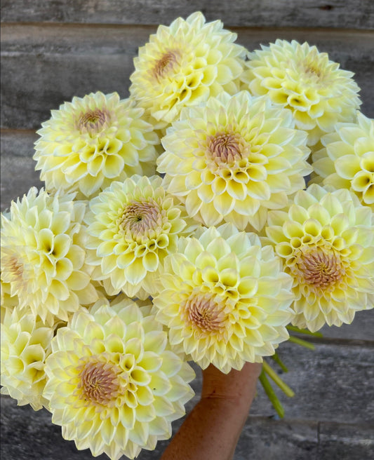 Cream Diane - LIMIT 1