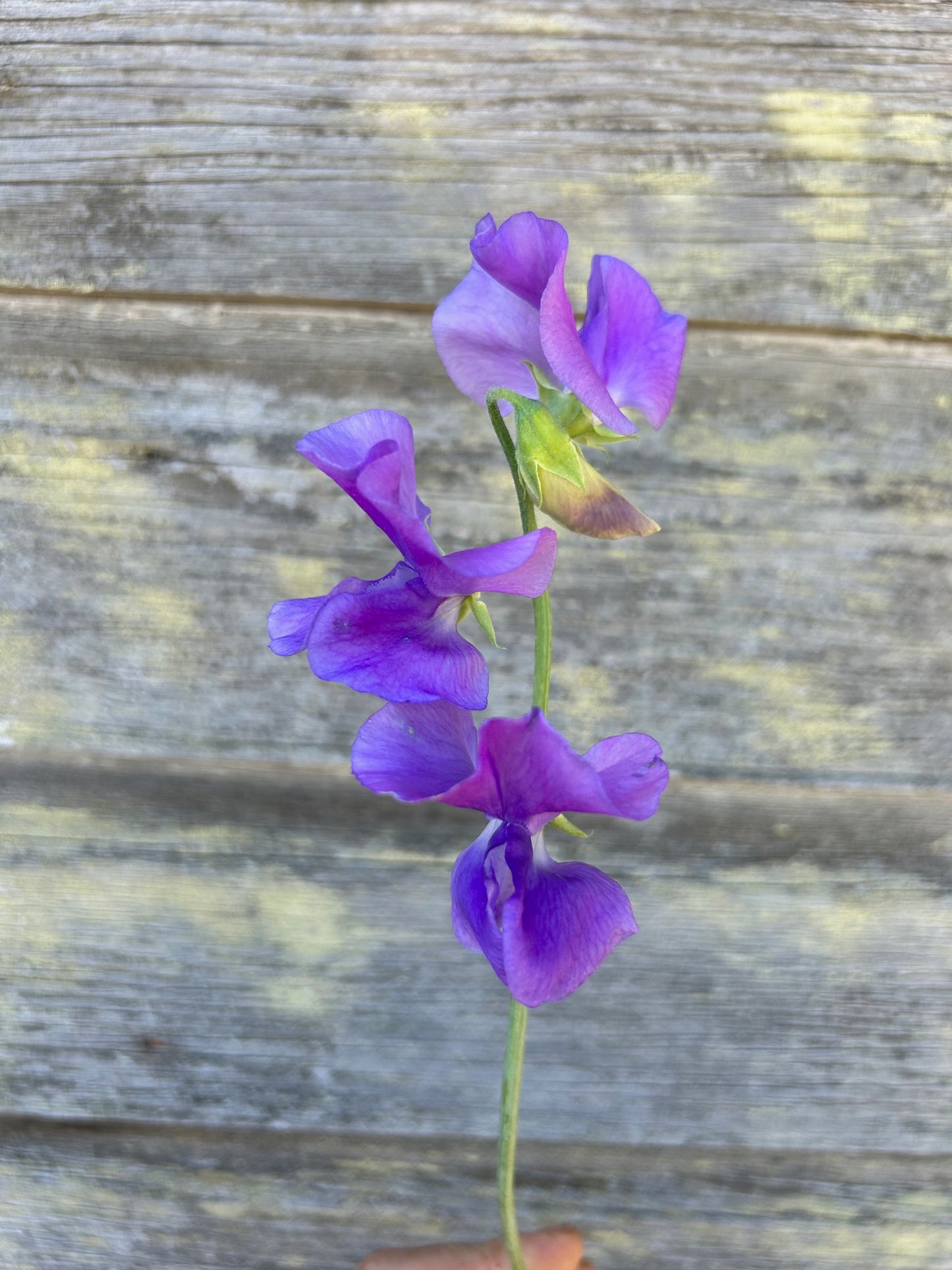 Sweet Pea - Winter Sunshine Mid Blue