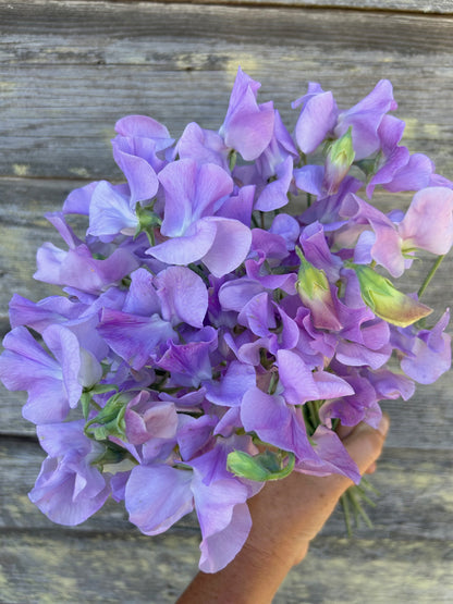 Sweet Pea - Winter Sunshine Lavender