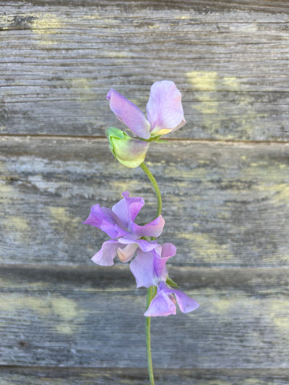 Sweet Pea - Winter Sunshine Lavender