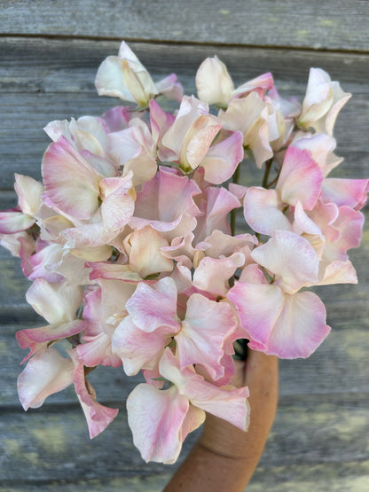 Sweet Pea - Mollie Rilstone