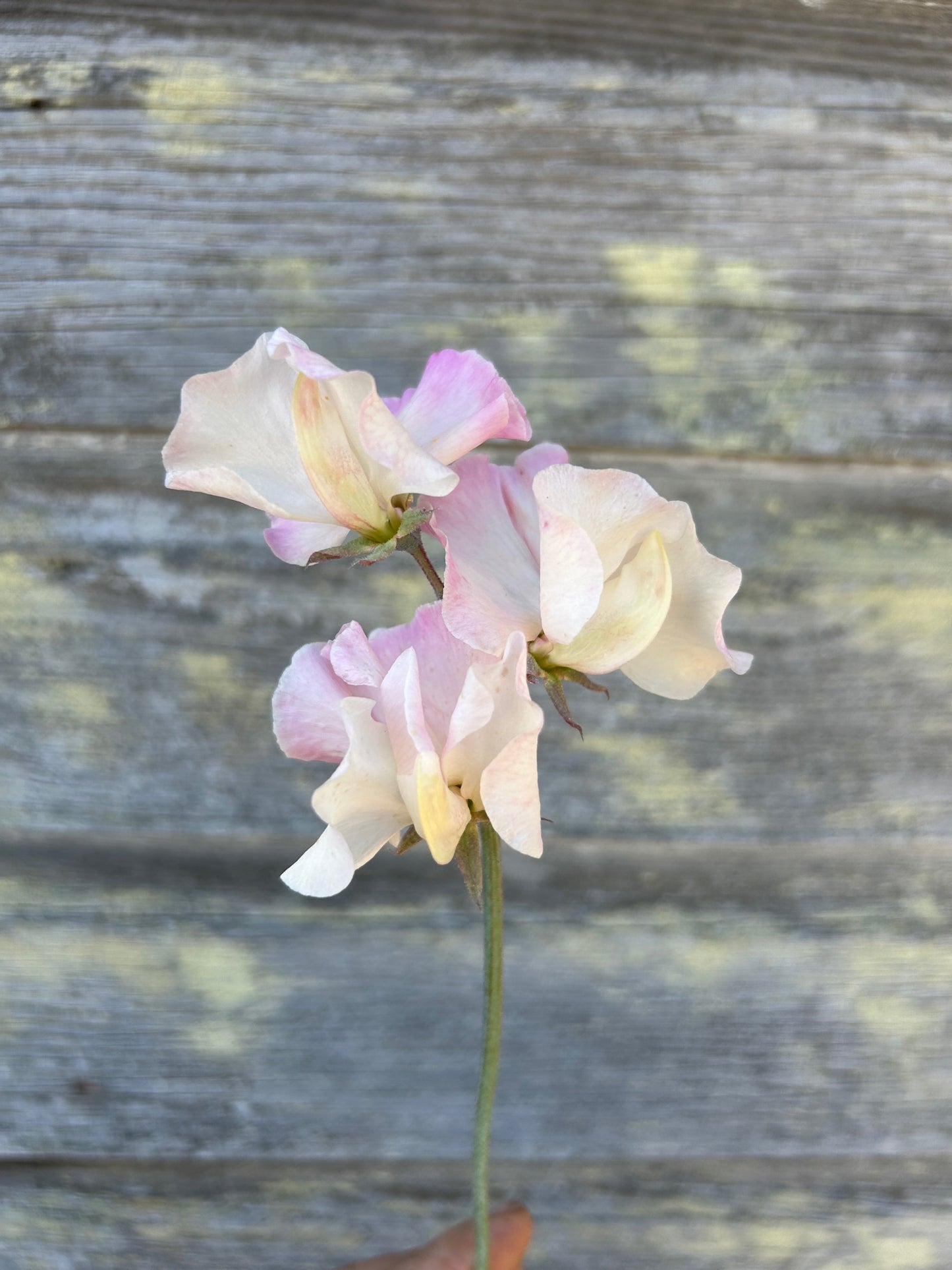 Sweet Pea - Mollie Rilstone