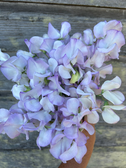 Sweet Pea - Albutt Blue