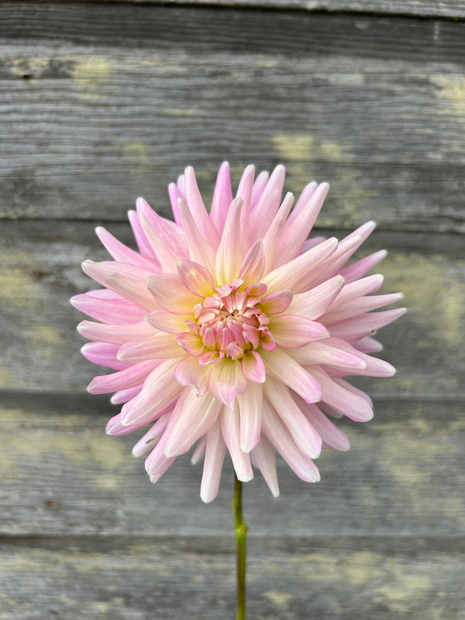 Rose Fletcher Miss Rose Fletcher – The Farmhouse Flower Farm
