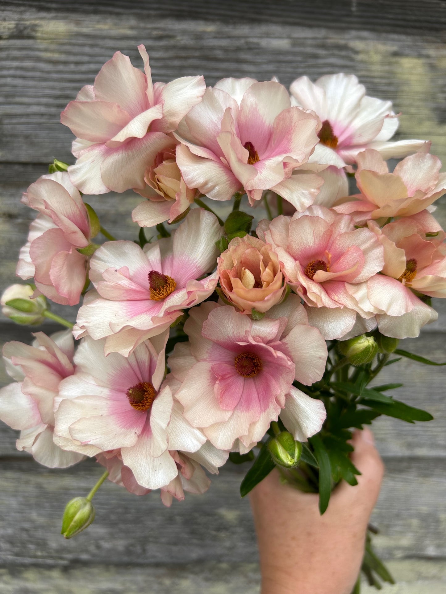 Ranunculus Butterfly Ariadne