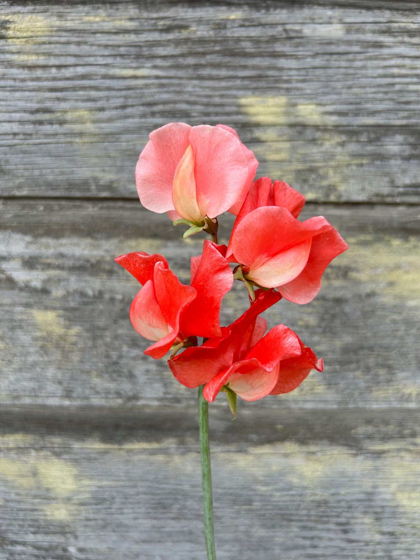 Sweet Pea - Clementine Kiss