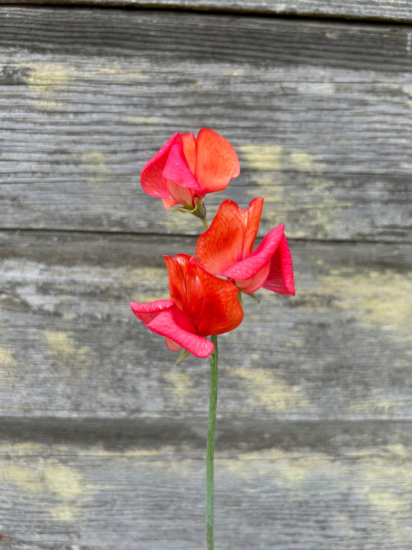 Sweet Pea - Prince of Orange