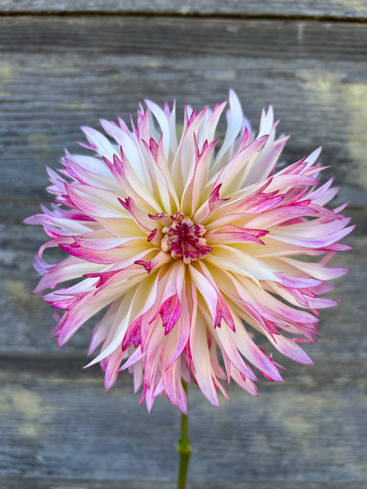 Aljo Frills