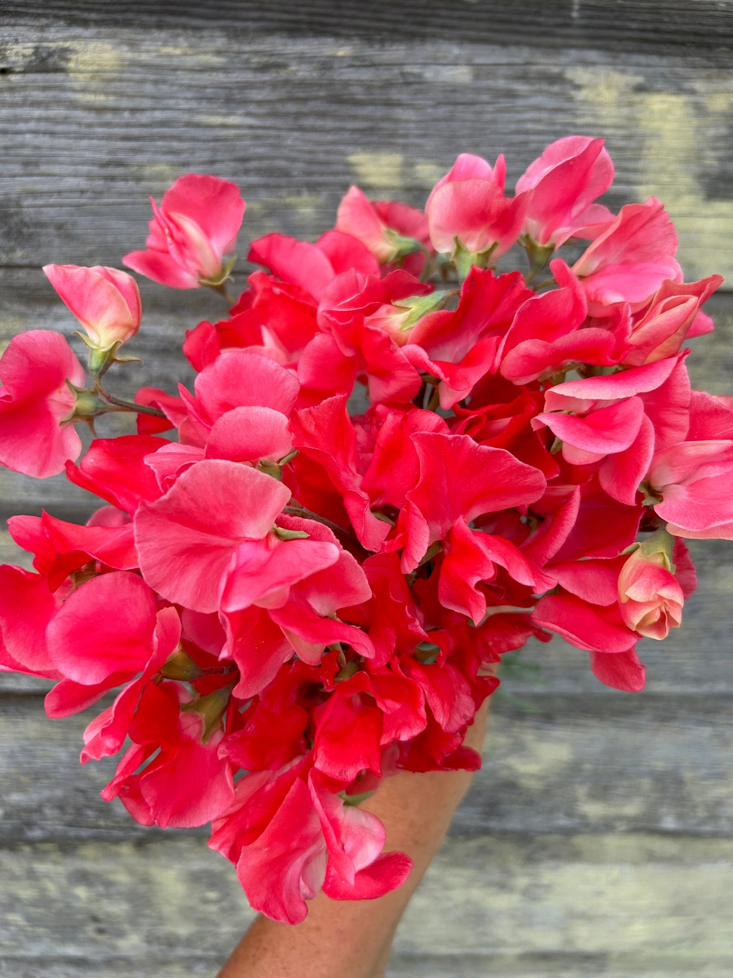 Sweet Pea - Edith Flanagan