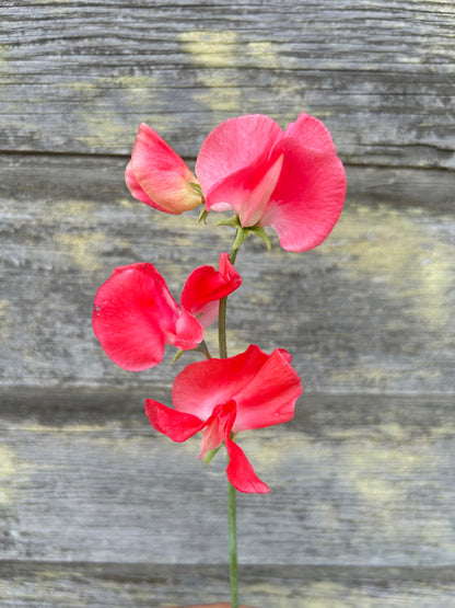 Sweet Pea - Edith Flanagan