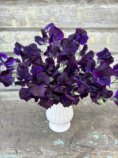 Sweet Pea - Winter Sunshine Navy