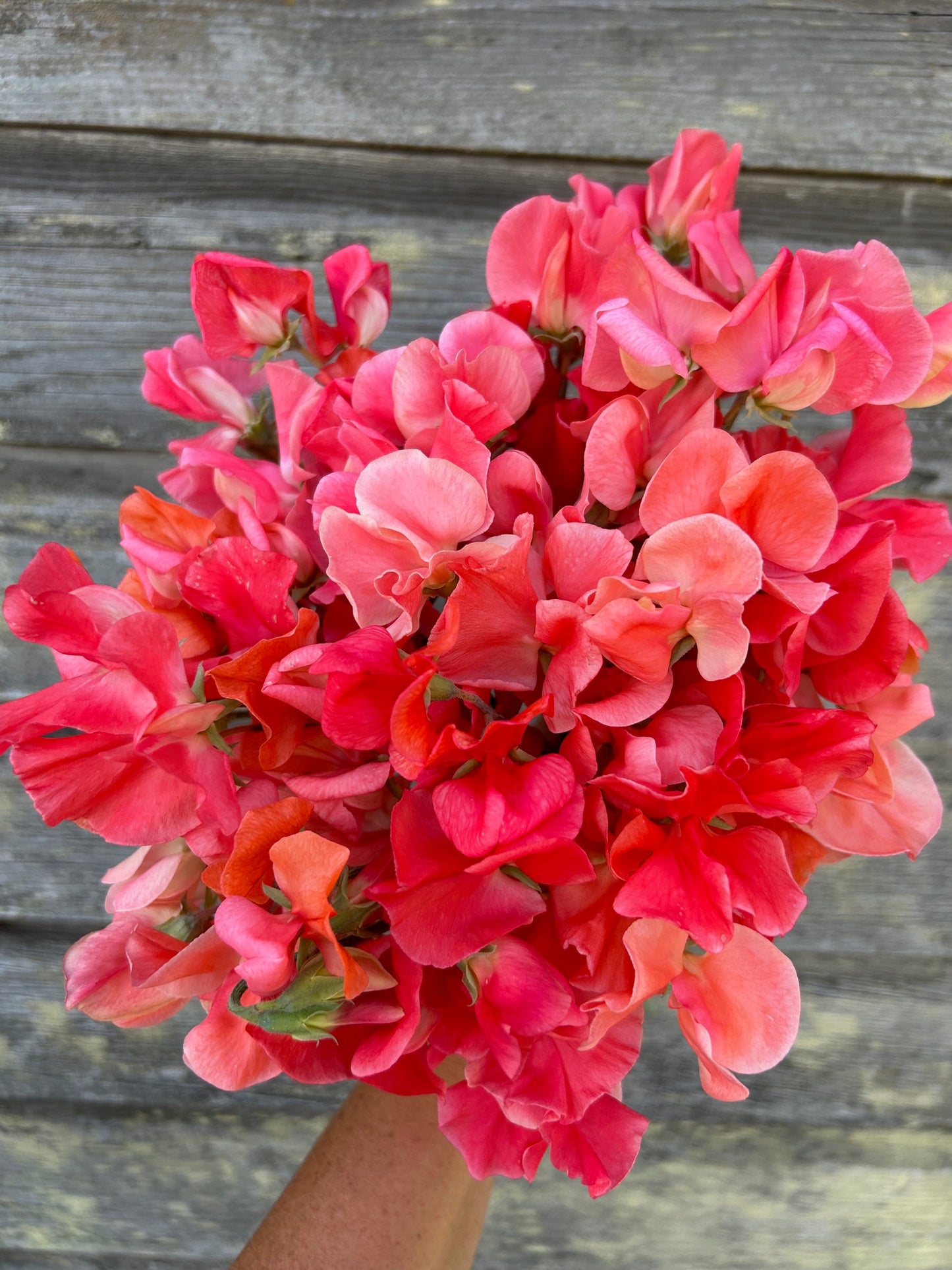 Sweet Pea - Tropical Punch Mix