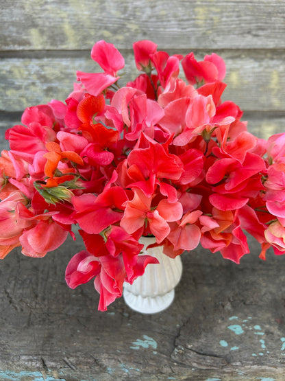 Sweet Pea - Tropical Punch Mix