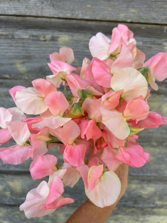 Sweet Pea - Spring Sunshine Champagne