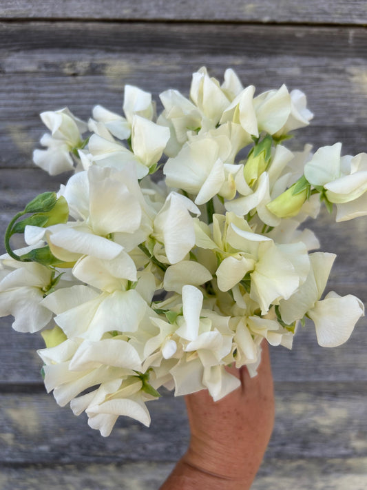 Sweet Pea - Winter Sunshine Cream