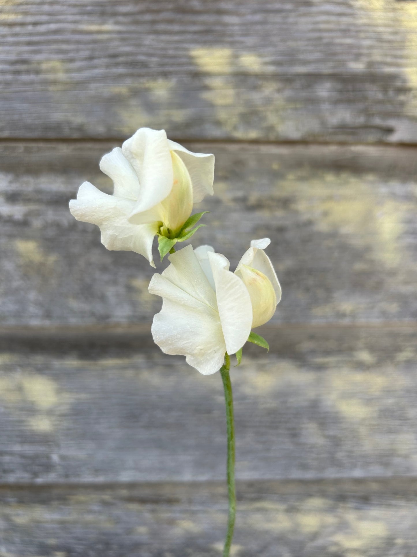 Sweet Pea - Winter Sunshine Cream