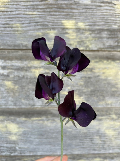 Sweet Pea - Almost Black