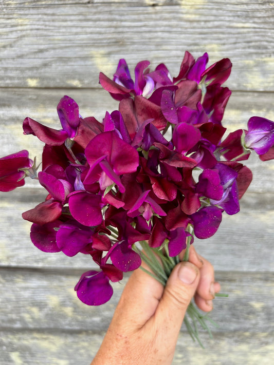 Sweet Pea - Hannah Dale