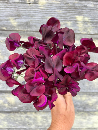 Sweet Pea - Black Knight